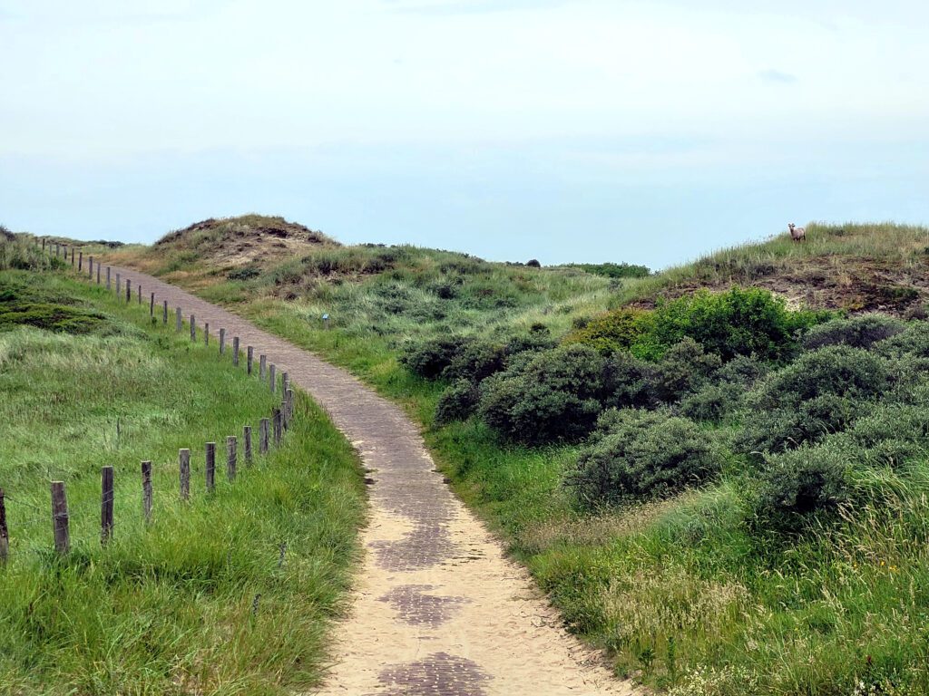 wandelen of hardlopen
